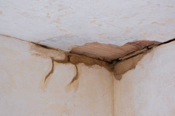 Best Water damage cleanup near me  in Palmyra, NJ