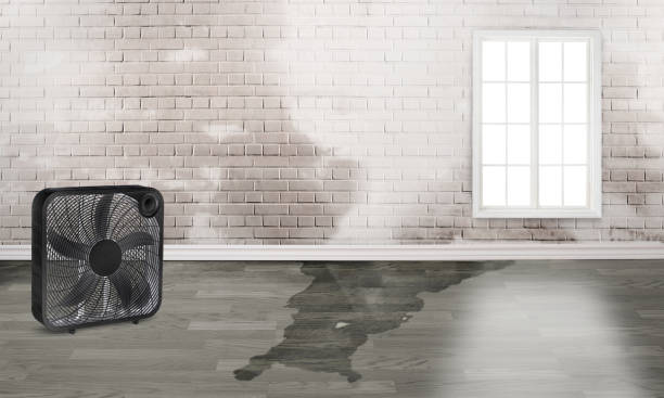 Best Mold removal after water damage  in Palmyra, NJ